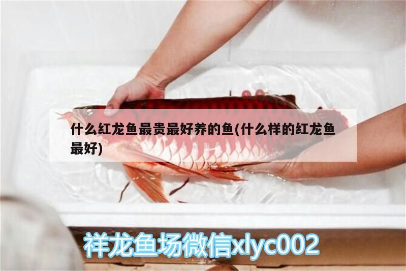 什么紅龍魚最貴最好養的魚(什么樣的紅龍魚最好)
