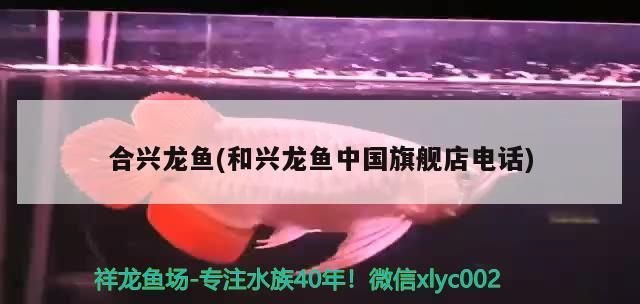 合興龍魚(和興龍魚中國旗艦店電話)