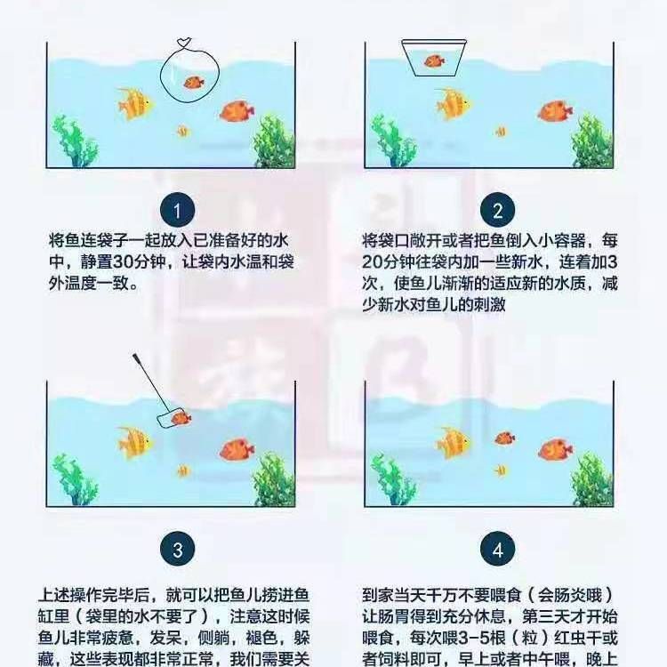 純白色觀賞魚(yú)品種有哪些（探討純白色觀賞魚(yú)的品種時(shí)）