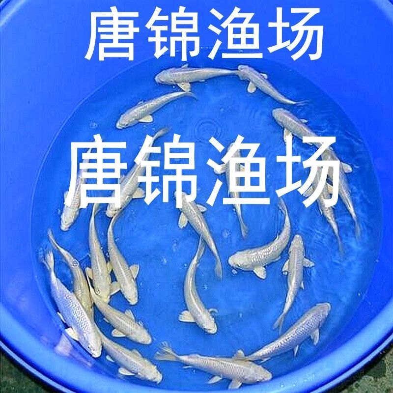 純白色觀賞魚(yú)品種有哪些（探討純白色觀賞魚(yú)的品種時(shí)）