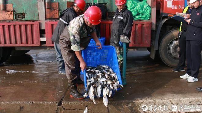 龍魚(yú)有幾種魚(yú)圖片大全：探秘龍魚(yú)，多樣種類(lèi)與絕美圖片賞析