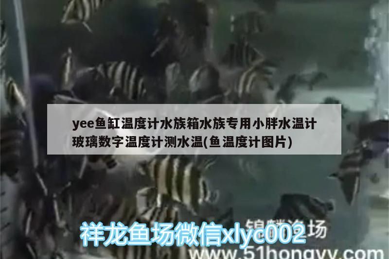 yee魚缸溫度計水族箱水族專用小胖水溫計玻璃數字溫度計測水溫(魚溫度計圖片) yee魚缸溫度計水族箱水族專用小胖水溫計玻璃數字溫度計測水溫(魚溫度計圖片) yee
