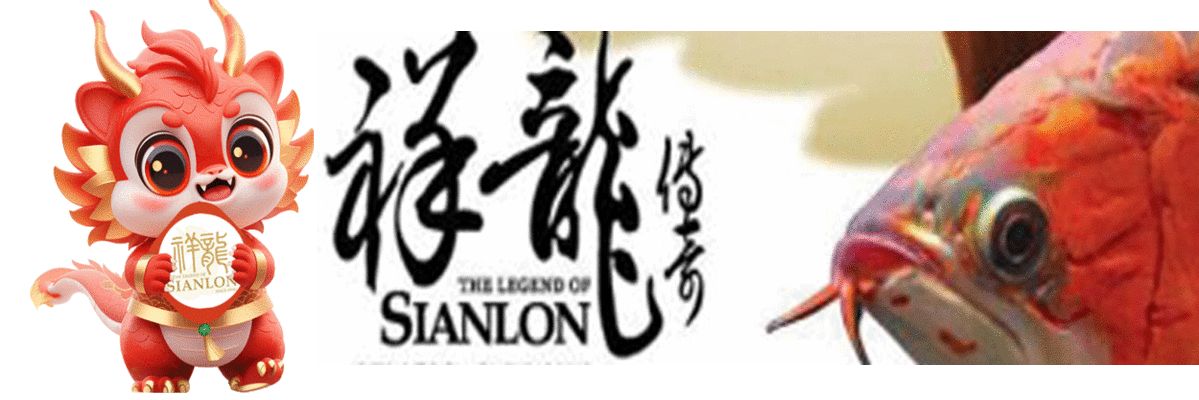 龍魚有多貴?探尋龍魚的身價之謎，龍魚有多貴？