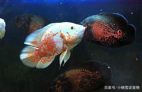 龍魚用什么顏色缸底好看又好養：龍魚缸底色彩之美，探尋最佳搭配