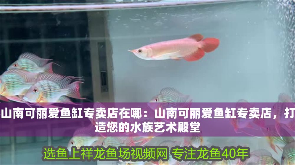 山南可麗愛魚缸專賣店在哪：山南可麗愛魚缸專賣店，打造您的水族藝術殿堂