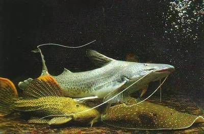 魟魚怎么區(qū)分品種：如何區(qū)分魟魚品種
