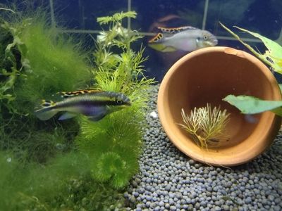 龍魚用藍白燈還是三基色燈好：龍魚照明之藍白燈與三基色燈的抉擇