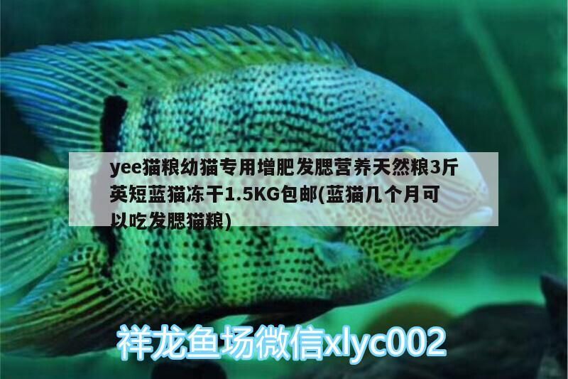 yee貓糧幼貓專用增肥發腮營養天然糧3斤英短藍貓凍干1.5KG包郵(藍貓幾個月可以吃發腮貓糧)