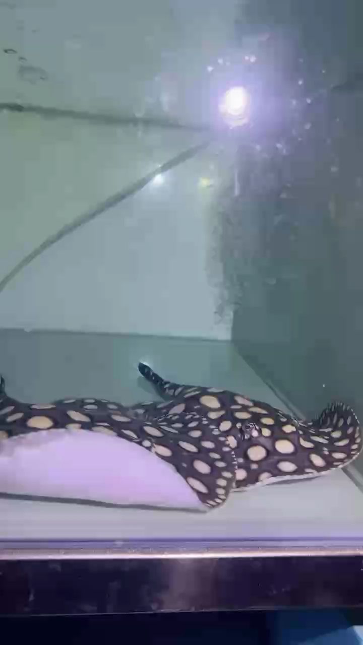 兩個(gè)母