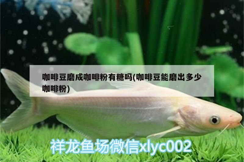 咖啡豆磨成咖啡粉有糖嗎(咖啡豆能磨出多少咖啡粉)