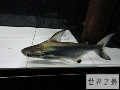 龍魚用淡水還是海水養好呢：龍魚養殖，淡水與海水之抉擇
