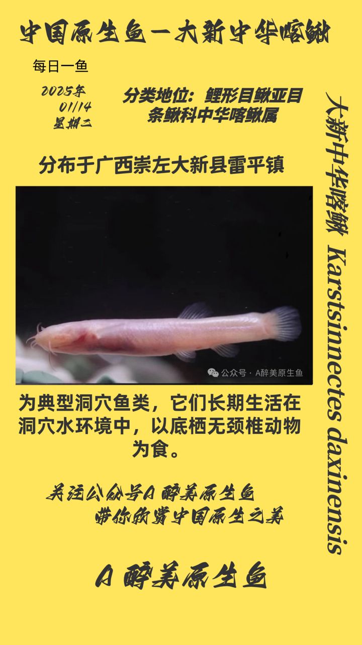 大新中華喀鰍
