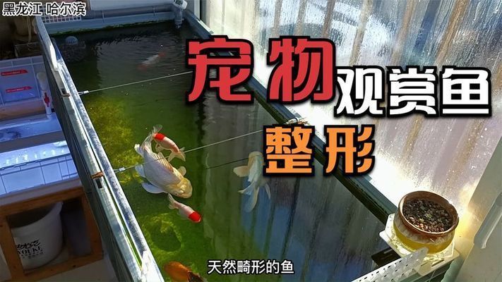 蝴蝶鯉球體都是藥體嗎為什么（蝴蝶鯉的球體形態是否是“藥水體”需結合養殖技術與市場現狀綜合判斷）