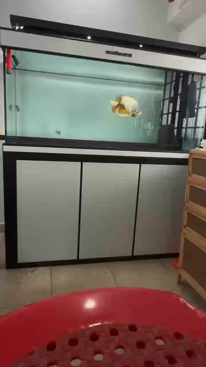 發(fā)情期