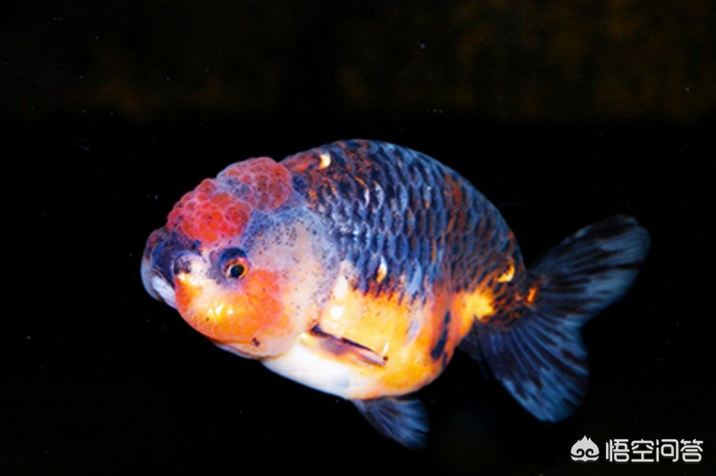 龍魚應該養幾條好一點的：龍魚飼養數量的科學考量