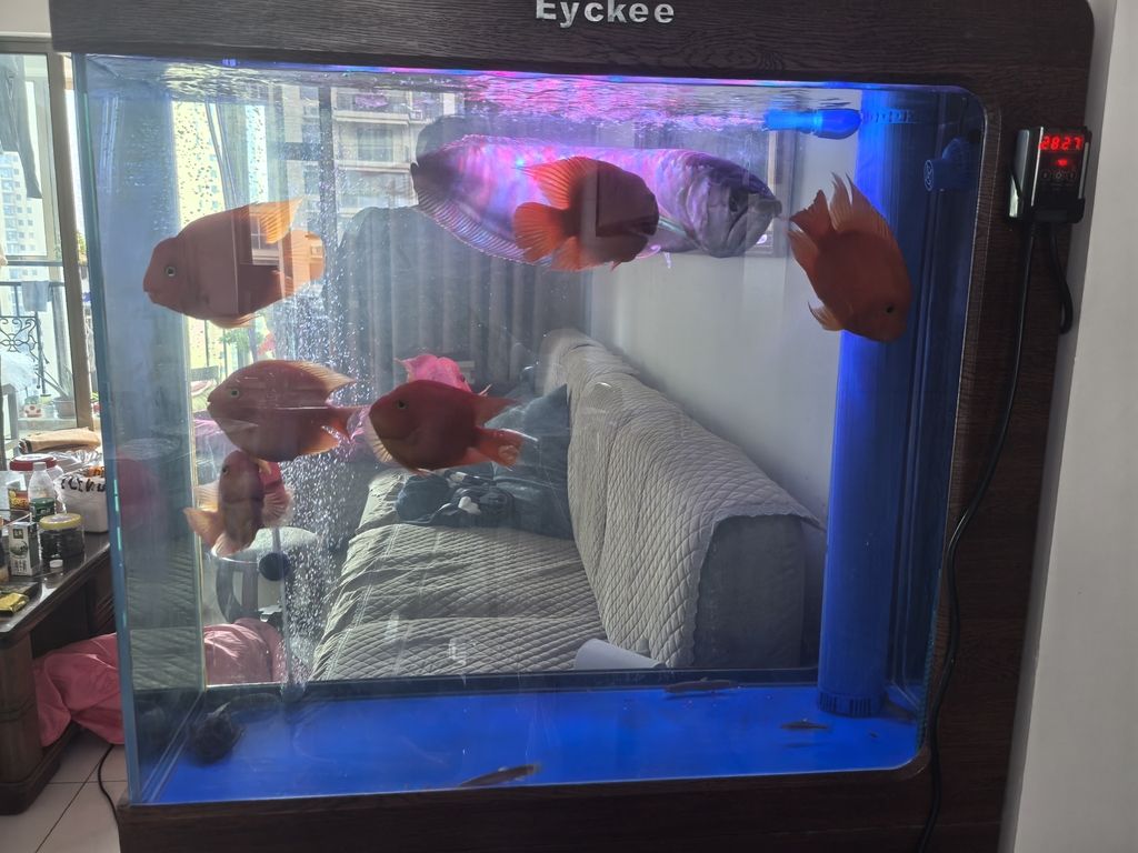 新魚迎新年