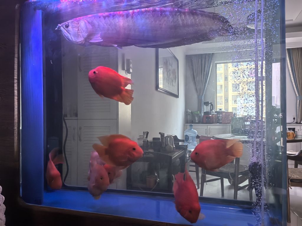 新魚迎新年