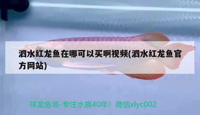 泗水紅龍魚在哪可以買啊視頻(泗水紅龍魚官方網站)