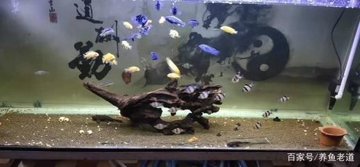 60魚缸養什么魚漂亮圖