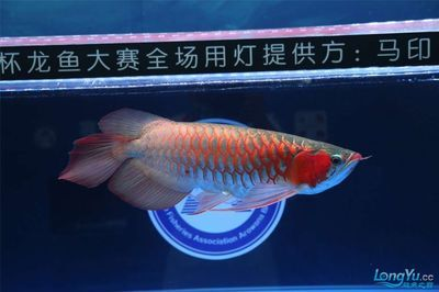 龍魚燈馬?。篭"龍魚燈馬印是什么