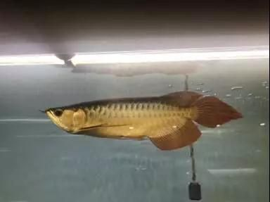 龍魚燈馬印：\"龍魚燈馬印是什么