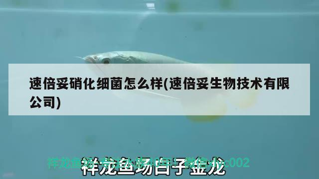 速倍妥硝化細(xì)菌怎么樣(速倍妥生物技術(shù)有限公司) 速倍妥硝化細(xì)菌怎么樣(速倍妥生物技術(shù)有限公司) 速倍妥