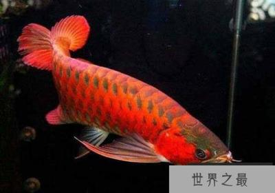 龍魚一直不吃食什么原因呢：龍魚絕食之謎，探尋背后多元誘因