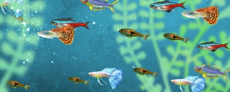 來賓市興賓區魚野之家水族用品店