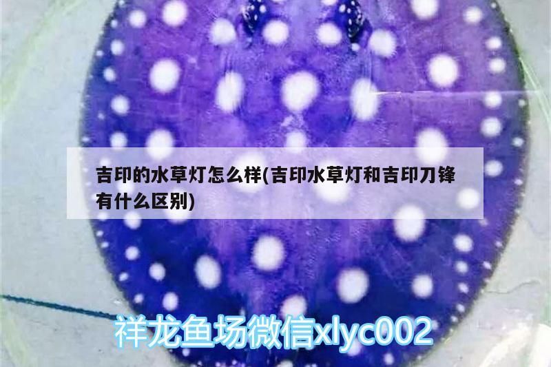 吉印的水草燈怎么樣(吉印水草燈和吉印刀鋒有什么區(qū)別)
