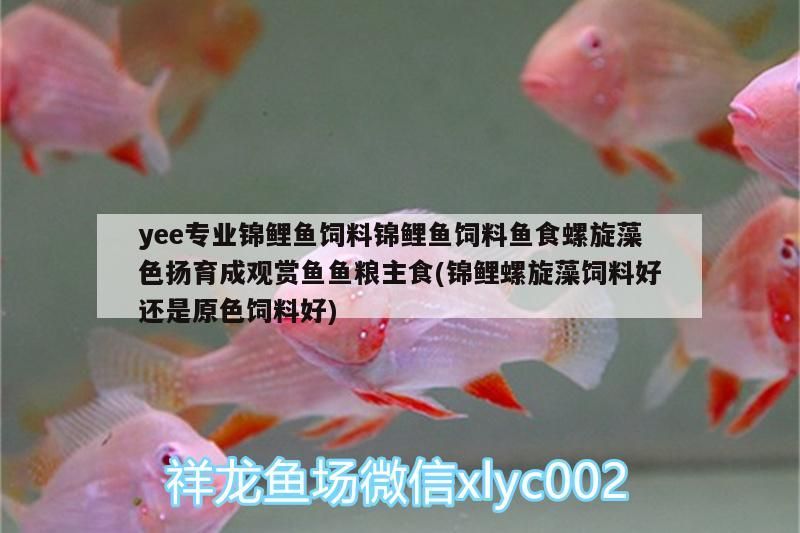 yee專業錦鯉魚飼料錦鯉魚飼料魚食螺旋藻色揚育成觀賞魚魚糧主食(錦鯉螺旋藻飼料好還是原色飼料好)