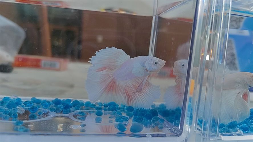 斗魚便宜出