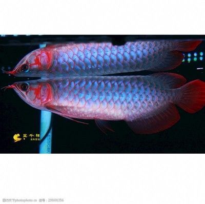 廣州孟吉爾總代：廣州孟吉爾水族貿易有限公司