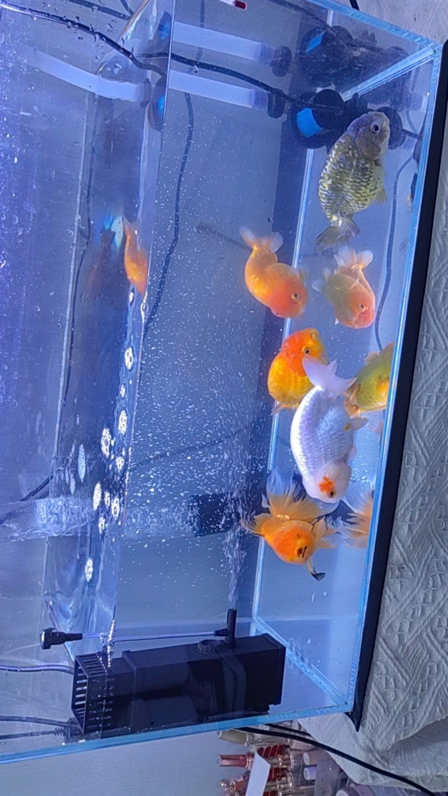 蘭壽便宜出 蘭壽便宜出 龍魚論壇