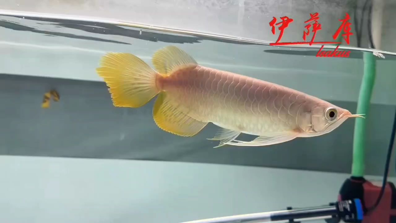 大拖尾帶給你的飄逸