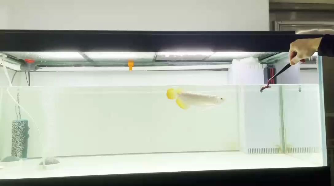 有釣魚的拉拽感[ciya]