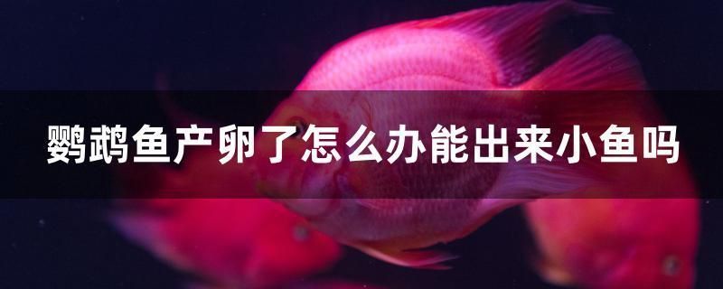 鸚鵡魚(yú)產(chǎn)卵了怎么辦能出來(lái)小魚(yú)嗎