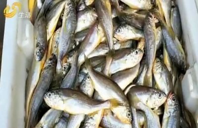 龍魚一次吃多少粒飼料：龍魚喂食之粒數探秘
