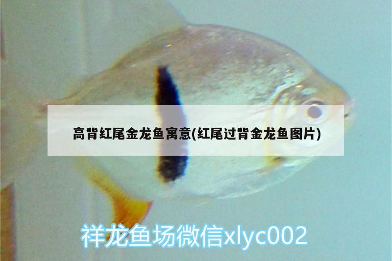 高背紅尾金龍魚寓意(紅尾過背金龍魚圖片)