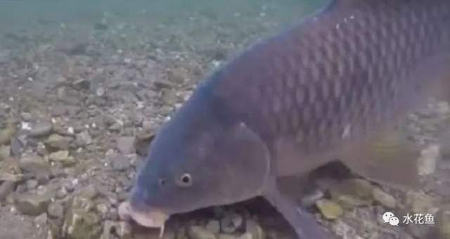 龍魚一般壽命多長時間：龍魚壽命探秘，自然饋贈與養護智慧的交織