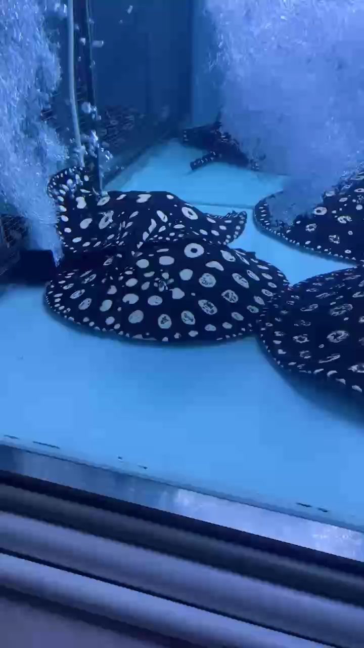 收獲1公2??母 收獲1公2??母 龍魚論壇