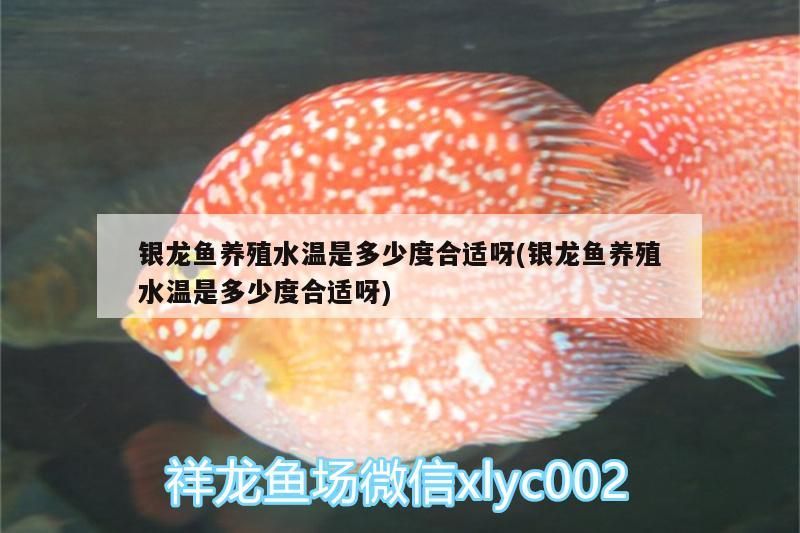 銀龍魚養殖水溫是多少度合適呀(銀龍魚養殖水溫是多少度合適呀) 銀龍魚養殖水溫是多少度合適呀(銀龍魚養殖水溫是多少度合適呀) 銀龍魚百科