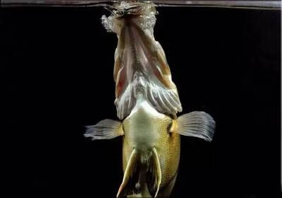 虎魚喂活食要注意哪些事項(xiàng)：喂食虎魚活食需要注意哪些事項(xiàng)以確保虎魚的健康和安全 虎魚喂活食要注意哪些事項(xiàng)：喂食虎魚活食需要注意哪些事項(xiàng)以確?；Ⅳ~的健康和安全 虎魚百科 第2張