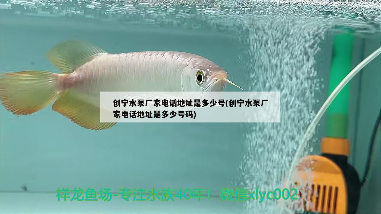 創寧水泵廠家電話地址是多少號(創寧水泵廠家電話地址是多少號碼)