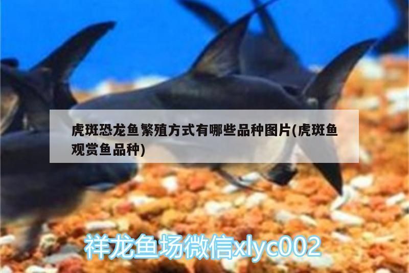 日本的稻田魚觀賞魚好養嗎視頻播放(適合稻田養殖的魚)
