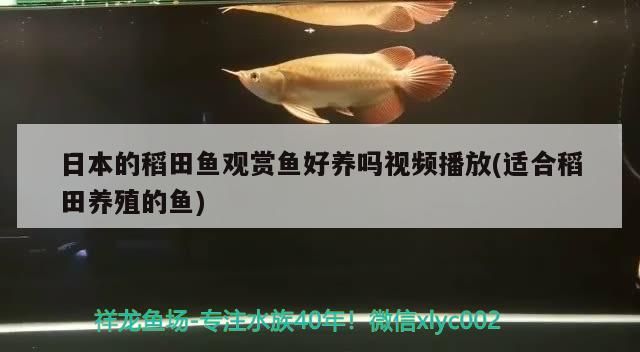 日本的稻田魚觀賞魚好養嗎視頻播放(適合稻田養殖的魚)