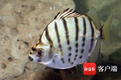 龍魚要喂什么東西好養：龍魚喂養全攻略，探尋最佳食物選擇