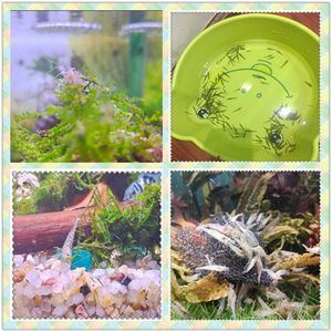 寶龍魚缸哪里生產（寶龍魚缸生產信息）