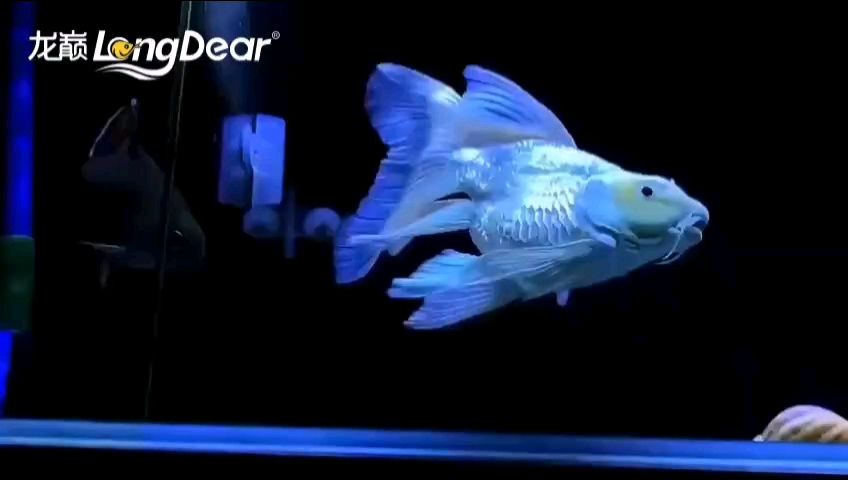 龍魚干蝦有營養(yǎng)嗎 轉(zhuǎn)發(fā)649 龍魚論壇 轉(zhuǎn)發(fā)649 轉(zhuǎn)發(fā)649 龍魚論壇