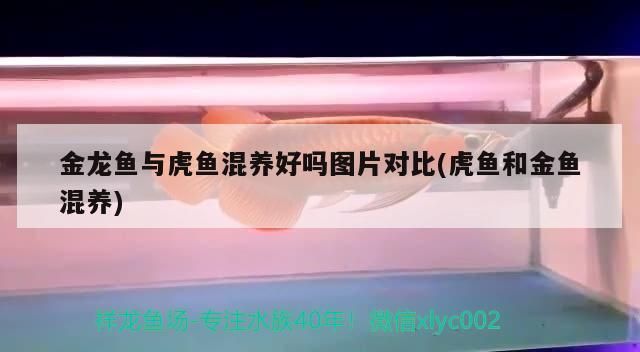 魚缸養哪些魚比較好看（魚缸養魚什么魚好看） 魚缸養哪些魚比較好看（魚缸養魚什么魚好看） 黃金貓魚百科 第2張