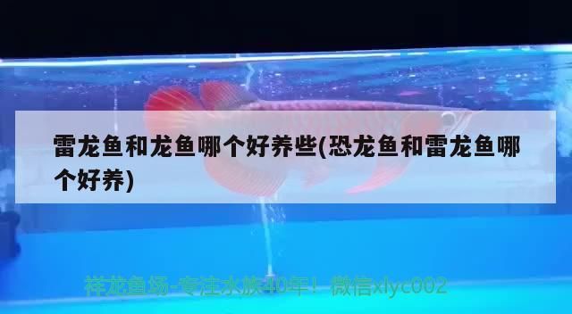 魚缸養哪些魚比較好看（魚缸養魚什么魚好看） 魚缸養哪些魚比較好看（魚缸養魚什么魚好看） 黃金貓魚百科 第3張